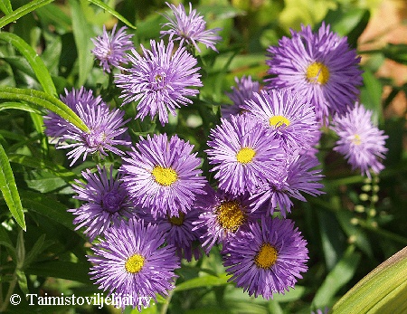 Erigeron Speciosus-Ryhm 'Azurfee'